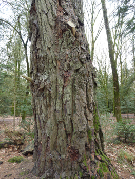 Tronc à l'écorce souvent couverte d'un lichen orangé. Agrandir dans une nouvelle fenêtre (ou onglet)